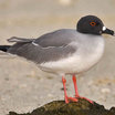 Swallow-tailed Gull